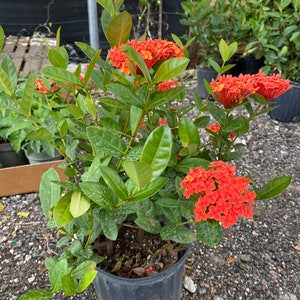 Ixora Maui Red Ixora Coccinea 10 inch pot FREE Shipping East Coast and Central States image 6