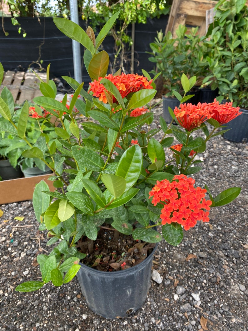 Ixora Maui Red Ixora Coccinea 10 inch pot FREE Shipping East Coast and Central States image 6