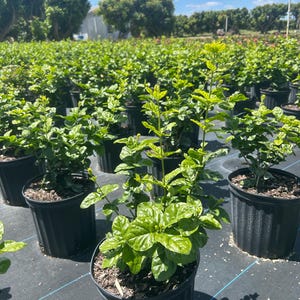 May include: A row of potted green plants with small yellow flowers. The plants are in black plastic pots and are growing in a field.