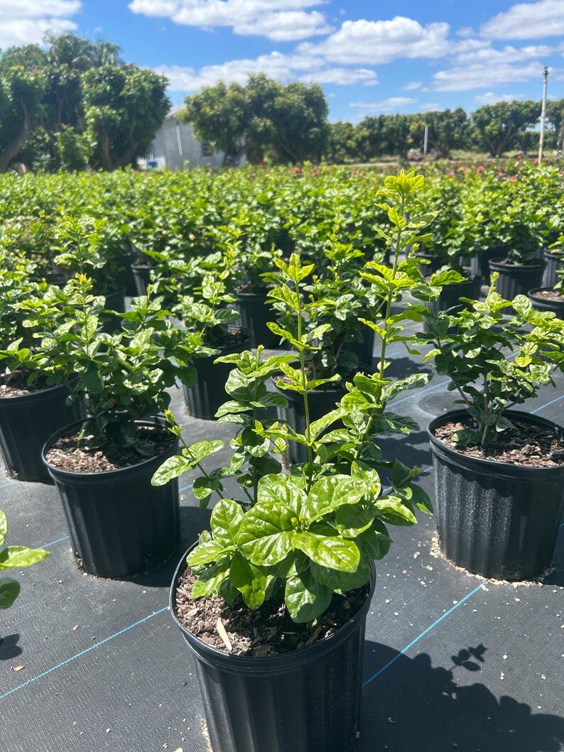May include: A row of potted green plants with small yellow flowers. The plants are in black plastic pots and are growing in a field.