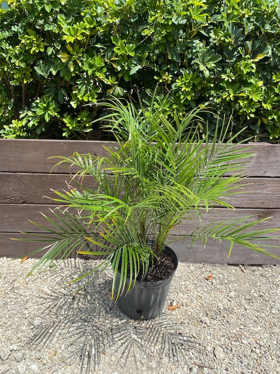 Pygmy Date Palm  Phoenix Roebelenii 10 Inch Pot. Live Palm Tree, Elegant Tropical  Patio Plant, Compact & Lowmaintenance Indoor/outdoor Palm - Etsy