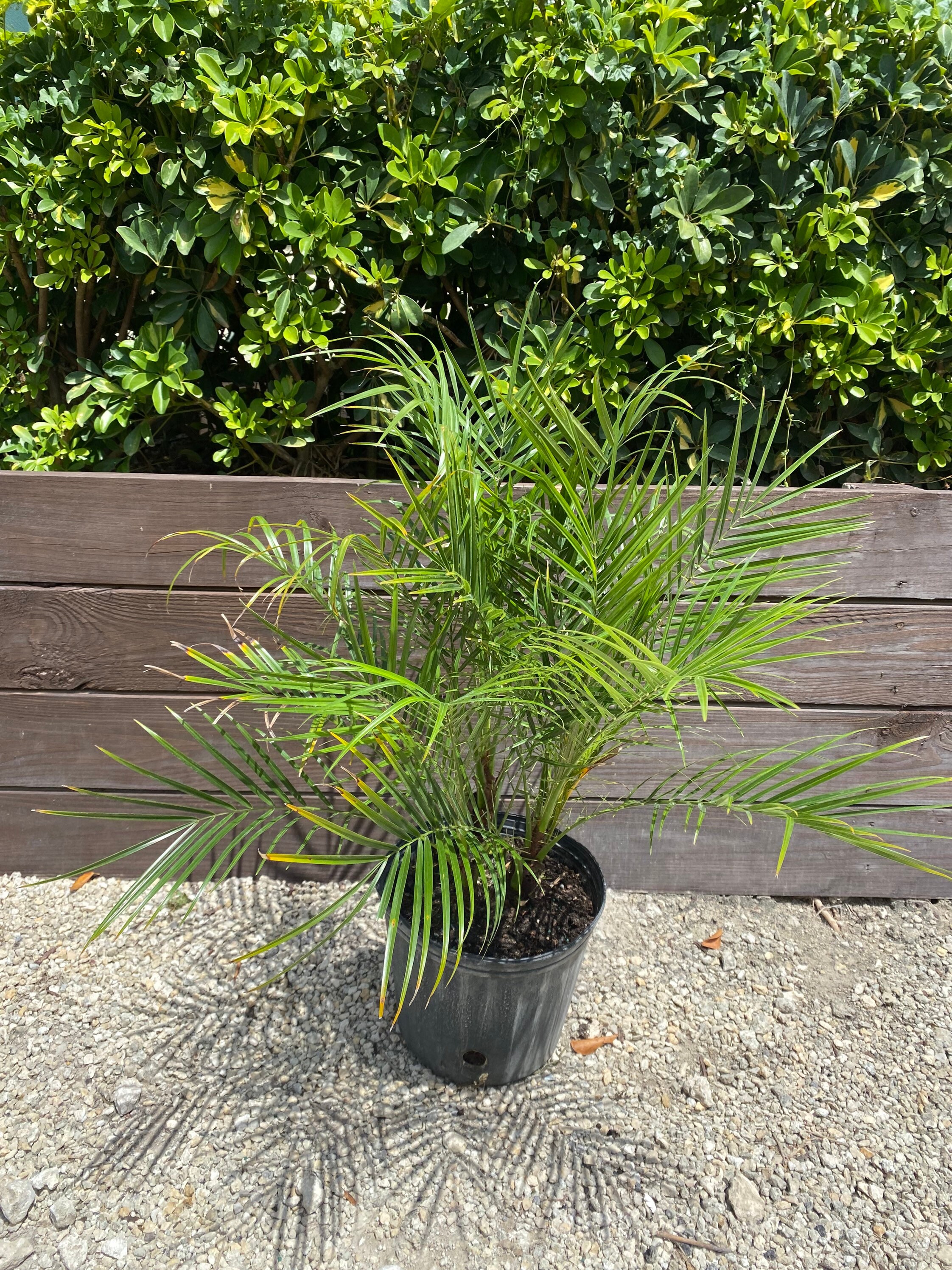 Phoenix Roebelenii Palm Pygmy date 10” inch pot