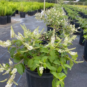May include: A white flowering bush with green leaves in a black pot. The bush is in a nursery setting with other plants in the background.