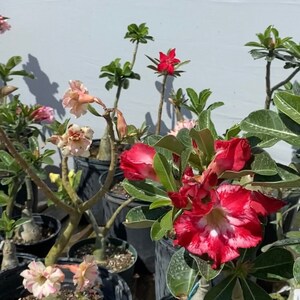 May include: Several Adenium obesum plants, also known as desert roses, potted in black plastic containers. The plants feature thick, succulent stems, green leaves, and trumpet-shaped flowers in shades of vibrant red, white, and soft pink.