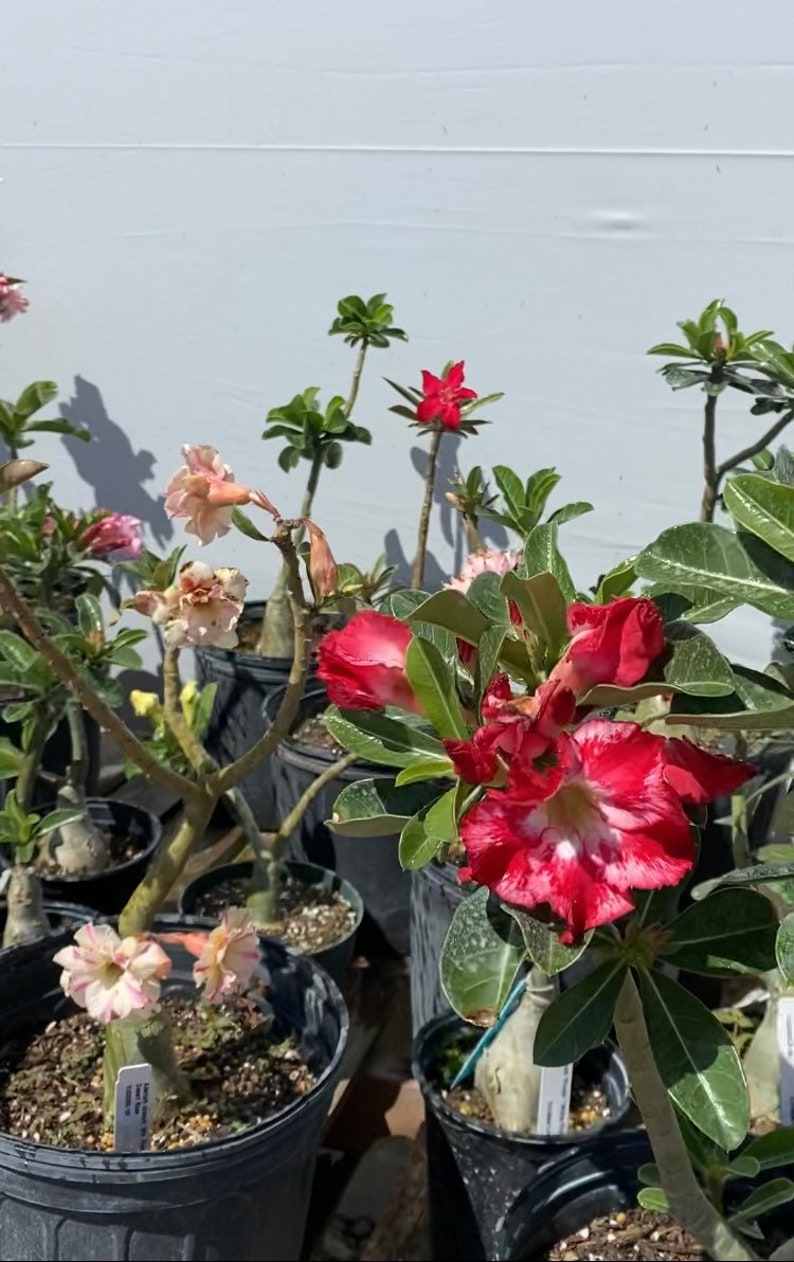 May include: Several Adenium obesum plants, also known as desert roses, potted in black plastic containers. The plants feature thick, succulent stems, green leaves, and trumpet-shaped flowers in shades of vibrant red, white, and soft pink.