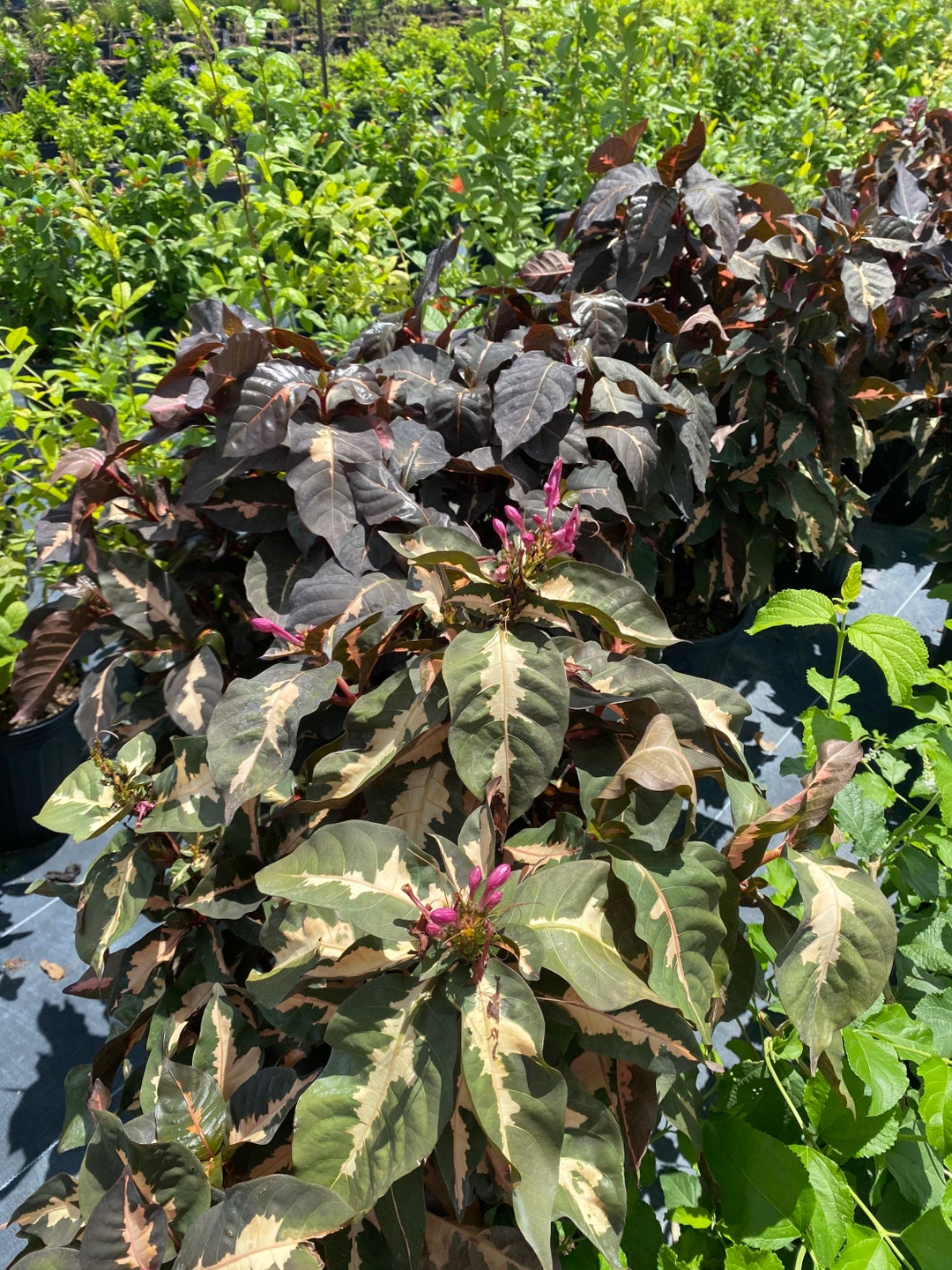 Jamaican Croton Chocolate Caricature Croton 10 Inch Pot FREE Shipping