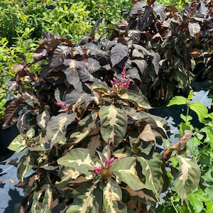 Jamaican Croton Caricature Croton 10 inch pot Free shipping to Eastern and Central States List of excluded States in Description