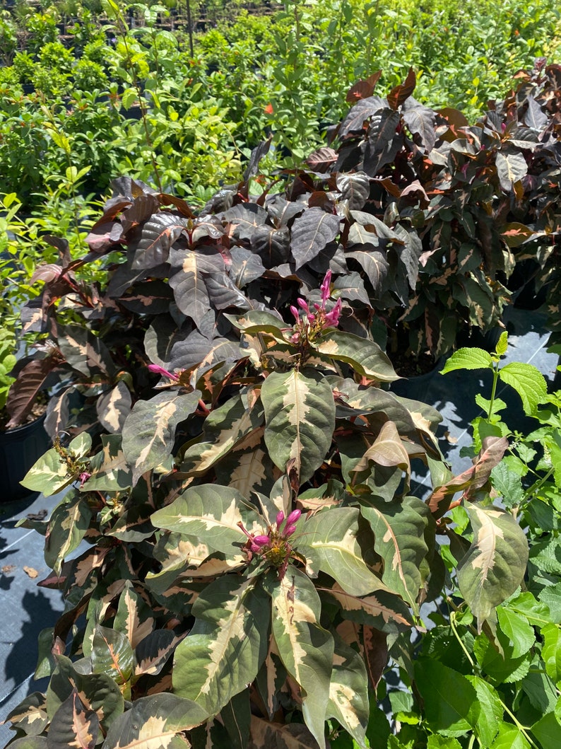 Jamaican Croton Chocolate Caricature Croton 10 Inch Pot FREE Etsy