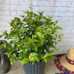 Arabian Jasmine, Sambac Jasmine 10 inch pot  Free shipping to Eastern and Central States List of excluded States in Description