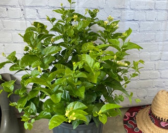 Arabian Jasmine, Sambac Jasmine 10 Inch Pot Free Shipping to