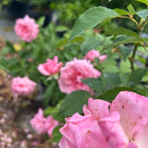 K&ouml;nnte beinhalten: Nahaufnahme von rosa Rosen in einem Garten. Die Rosen stehen in voller Bl&uuml;te und zeigen mehrere Schichten zarter Bl&uuml;tenbl&auml;tter. Gr&uuml;ne Bl&auml;tter und Laub bilden einen Hintergrund, wobei einige Bl&uuml;ten unscharf sind. Die Szene ist eine lebendige Darstellung der Natur.