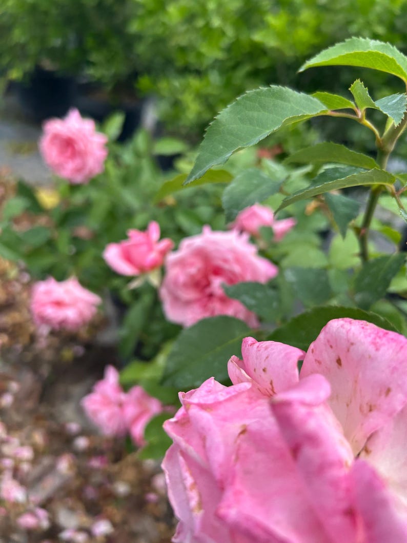 K&ouml;nnte beinhalten: Nahaufnahme von rosa Rosen in einem Garten. Die Rosen stehen in voller Bl&uuml;te und zeigen mehrere Schichten zarter Bl&uuml;tenbl&auml;tter. Gr&uuml;ne Bl&auml;tter und Laub bilden einen Hintergrund, wobei einige Bl&uuml;ten unscharf sind. Die Szene ist eine lebendige Darstellung der Natur.