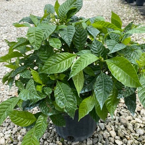 Wild Coffee Psychotria nervosa 10 inch pot Free shipping to Eastern and Central States List of excluded States in Description