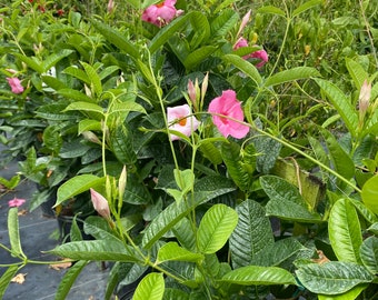 Mandevilla Pink Vine 10” inch pot in a 30 inch Trellis