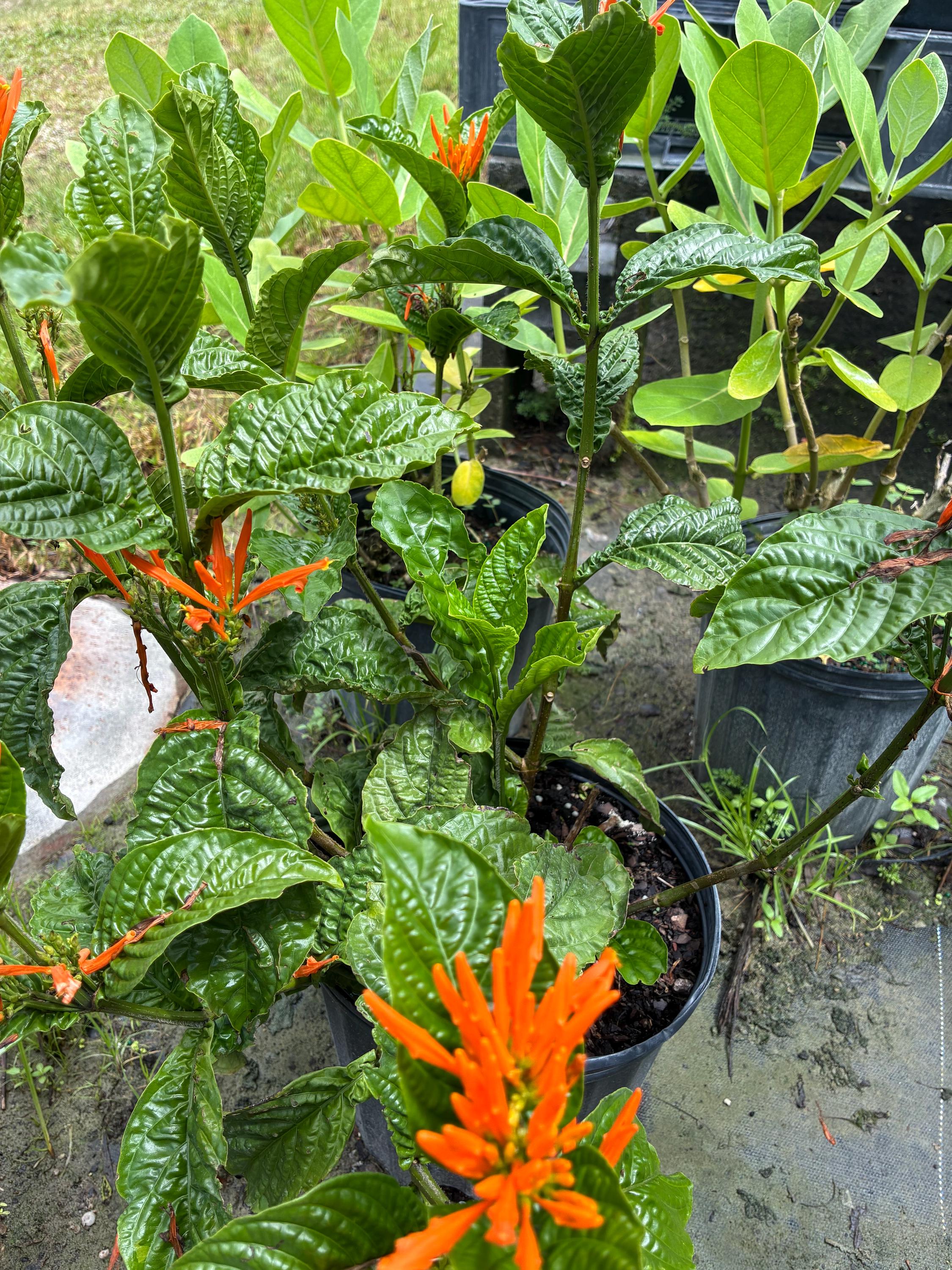 Orange Flame Justicia, Jacobinia – Justicia Chrysostephana 10 Inch Orange Flame Justicia, Jacobinia – Justicia Chrysostephana 10 Inch
