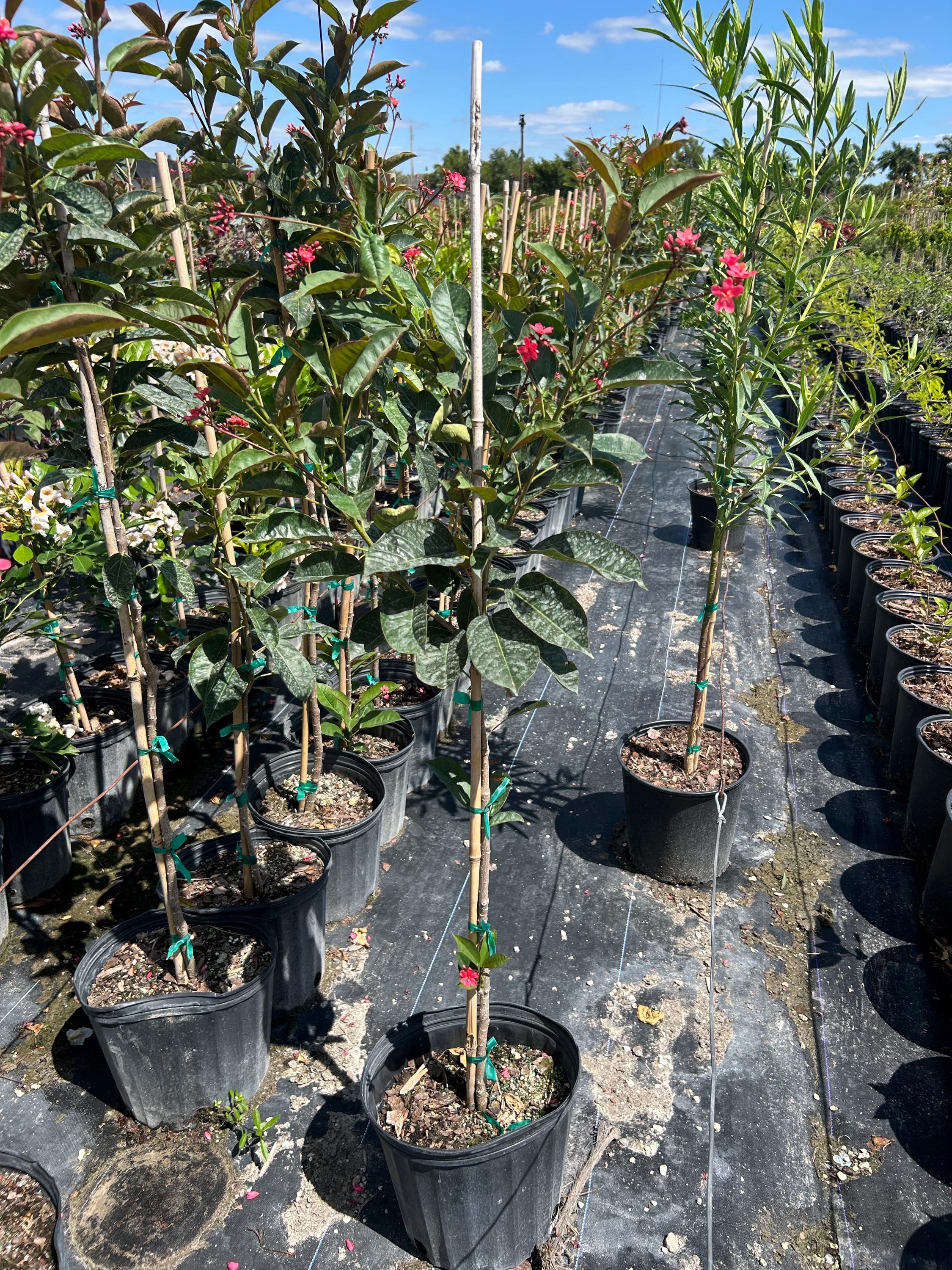 Jatropha Integerrima 'red Peregrina' – Spicy Jatropha Tree Form 10