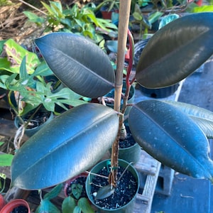 May include: A close-up of a rubber plant with dark green leaves. The plant is potted in a green pot and has a brown stem.