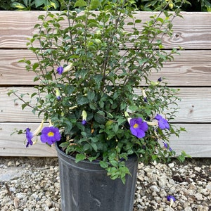 May include: A potted plant with vibrant purple flowers and yellow centers. The plant has lush green foliage and is contained in a black plastic pot. The background features a wooden fence and other greenery.