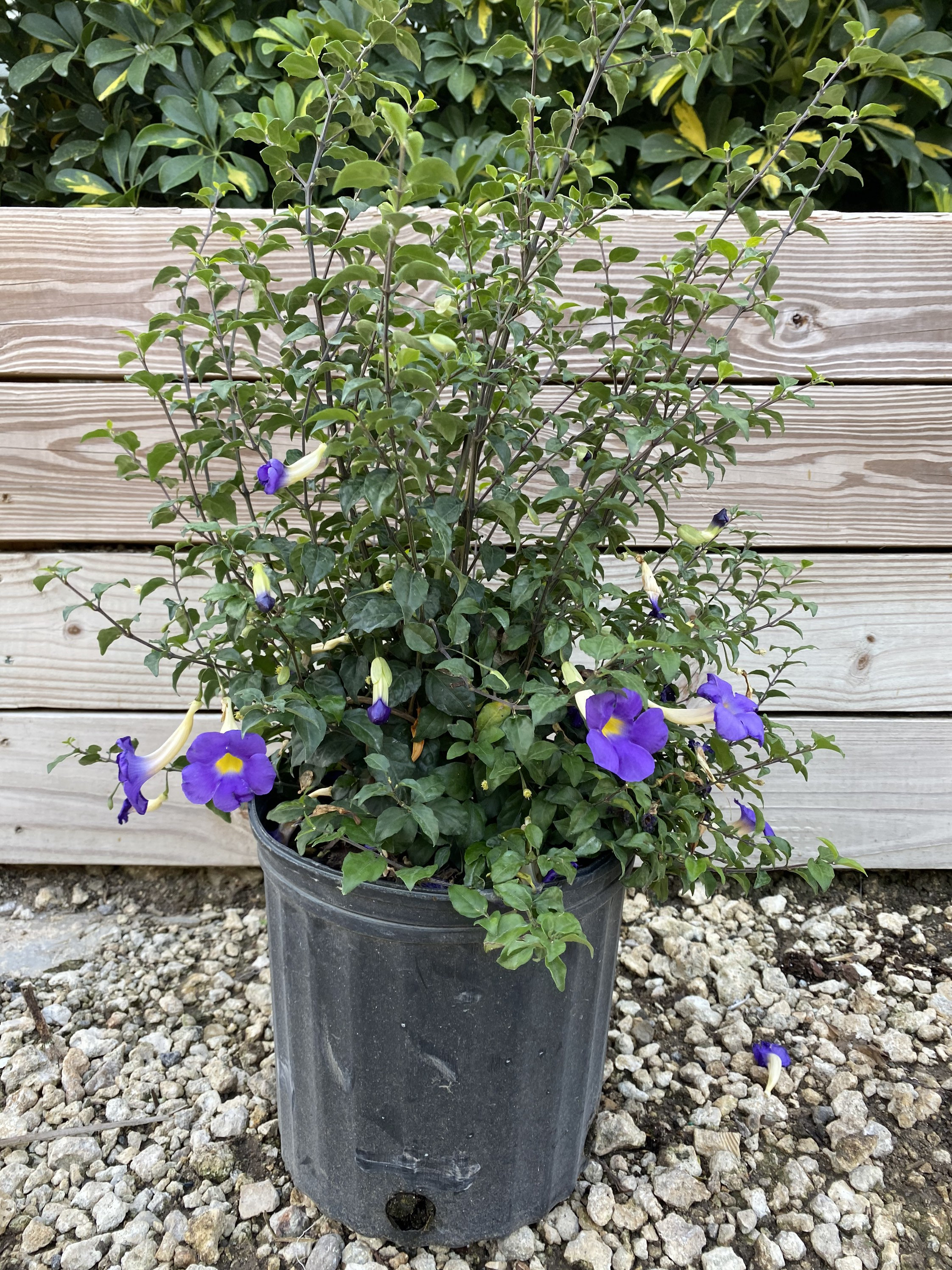 Thunbergia Erecta Kings Mantle 10 Inch Pot Free Shipping to
