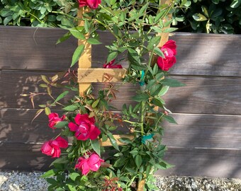 Rosa Red Cascade Climbing Miniature Rose Pint Plant - Etsy