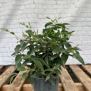 Star Jasmine Jasmine illicifolium 6 inch pot Free shipping to Eastern and Central States List of excluded States in Description