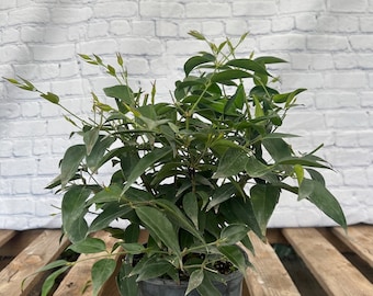 Star Jasmine Shining Jasmine Jasmine illicifolium 6” inch pot  FREE Shipping East Coast and Central States