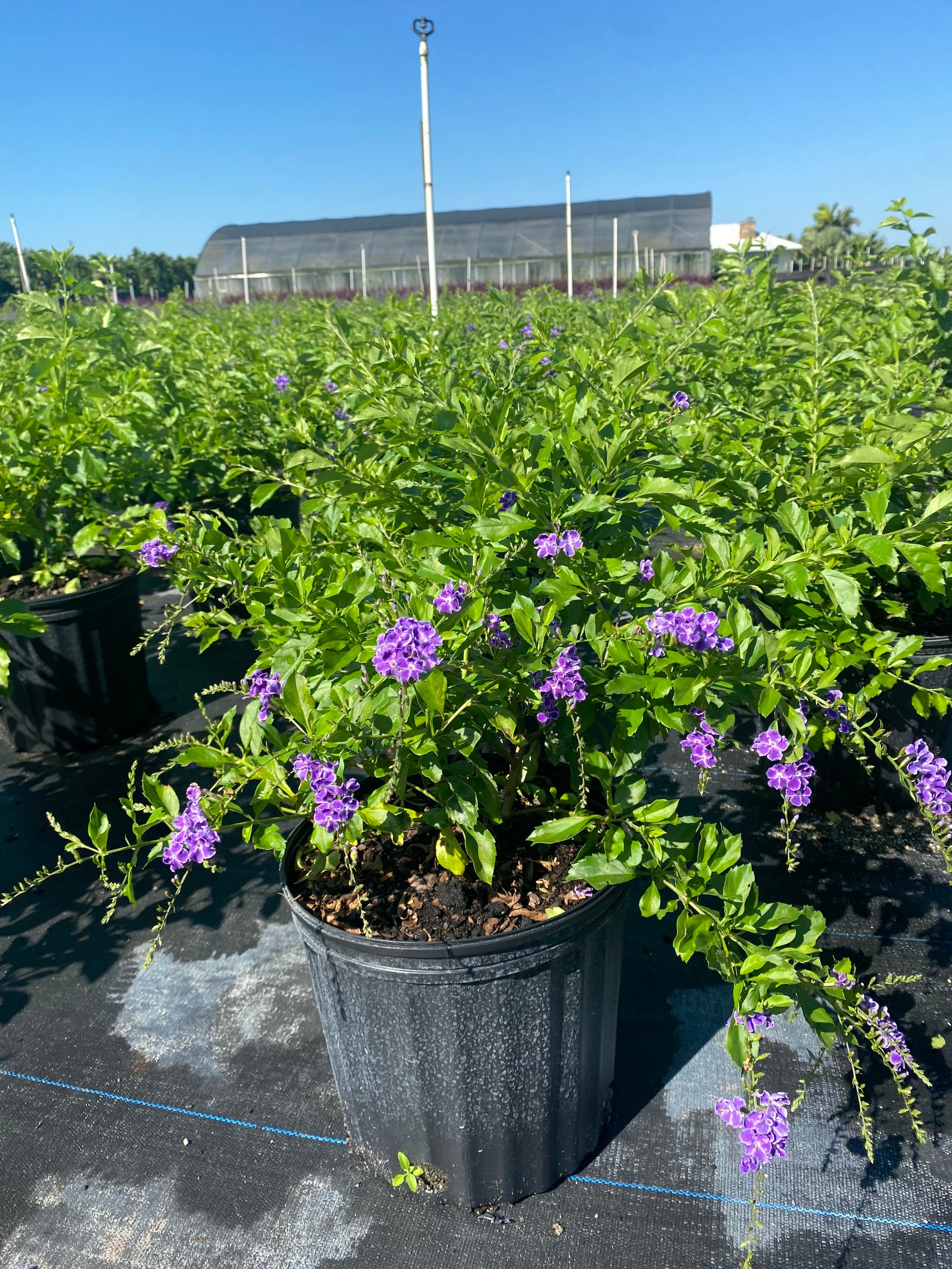 Dew Drop ‘sapphire Showers’ – Duranta Erecta 10 Inch Pot, Tropical