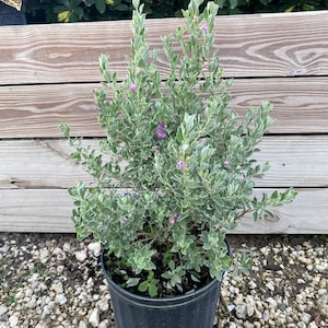 Texas Sage Leucophyllum frutescens BUSH FORM 10 inch pot FREE Shipping East Coast and Central States image 5