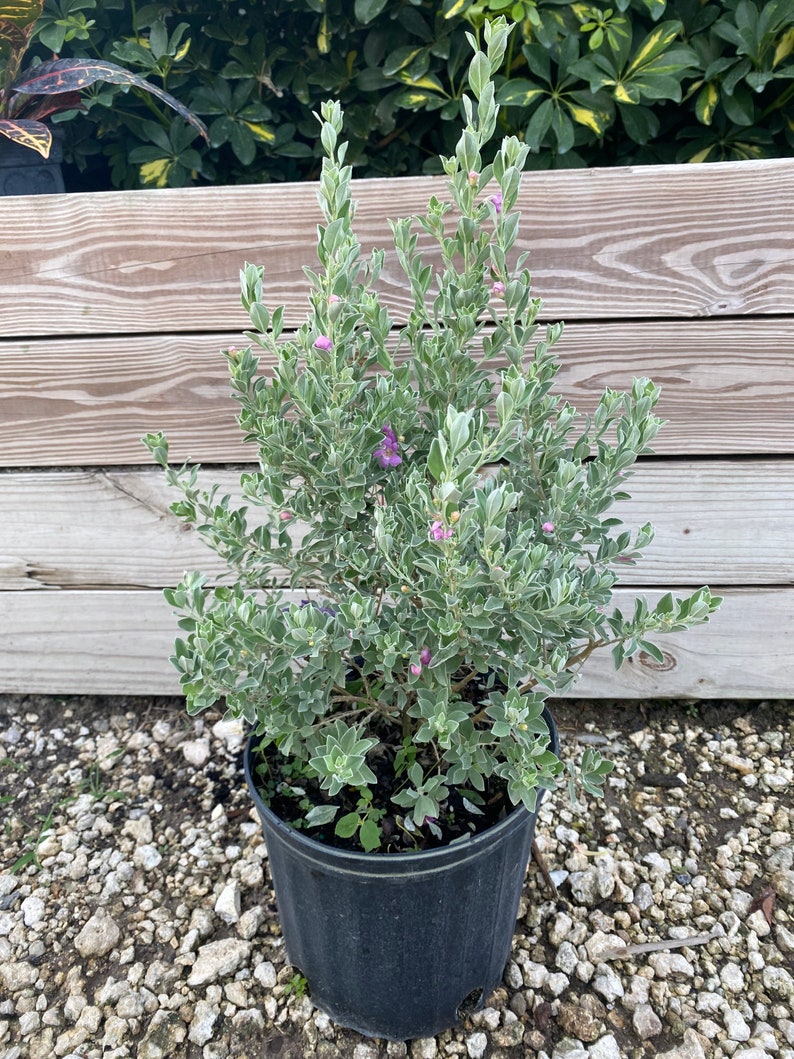 Texas Sage Leucophyllum frutescens BUSH FORM 10 inch pot FREE Shipping East Coast and Central States image 5