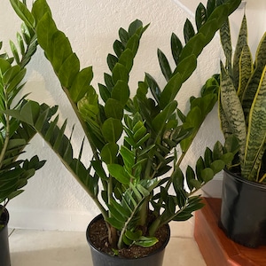 May include: A green ZZ plant in a black plastic pot. The plant has long, dark green leaves that are arranged in a spiral pattern. The plant is sitting on a white tiled floor.