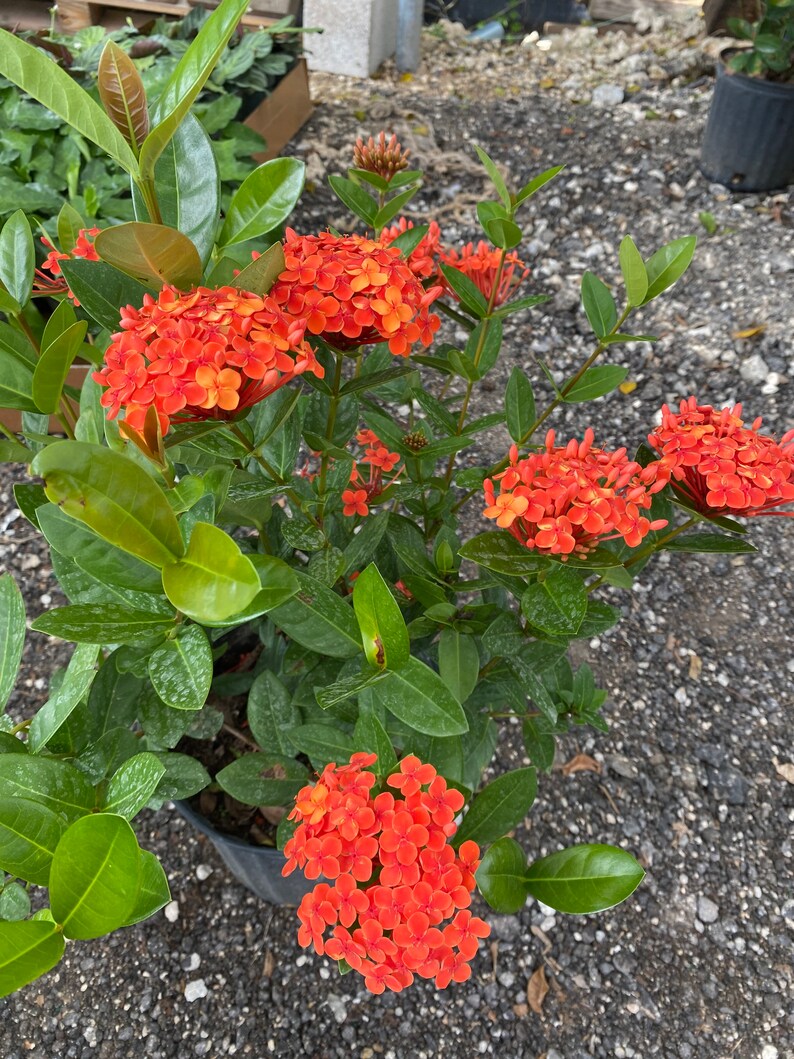 Ixora Maui Red Ixora Coccinea 10 inch pot FREE Shipping East Coast and Central States image 5