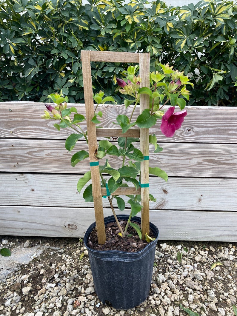 Allamanda Purple Vine Mini Red Allamanda blanchetii 10 inch pot FREE Shipping East Coast and Central States image 1