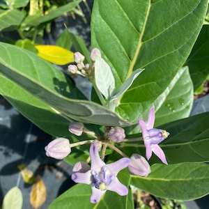May include: Close-up of a plant with large, green leaves and several clusters of small, light purple flowers. The flowers have a star-like shape with a darker purple center. The plant is in a black pot.