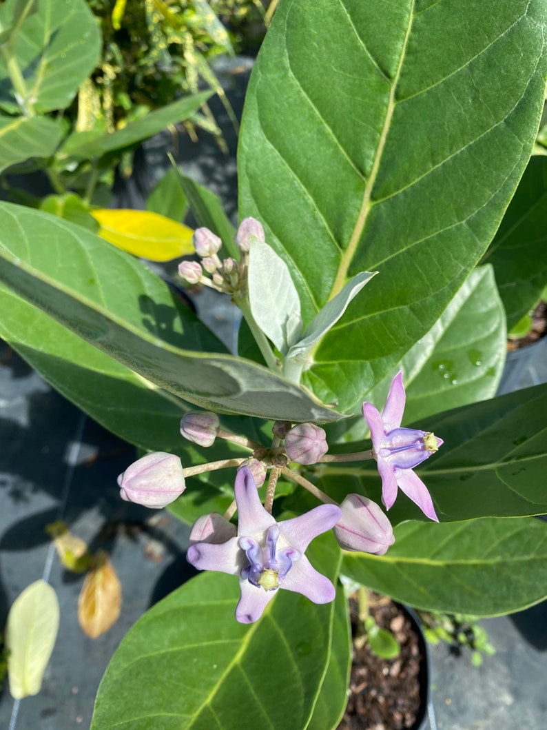 May include: Close-up of a plant with large, green leaves and several clusters of small, light purple flowers. The flowers have a star-like shape with a darker purple center. The plant is in a black pot.