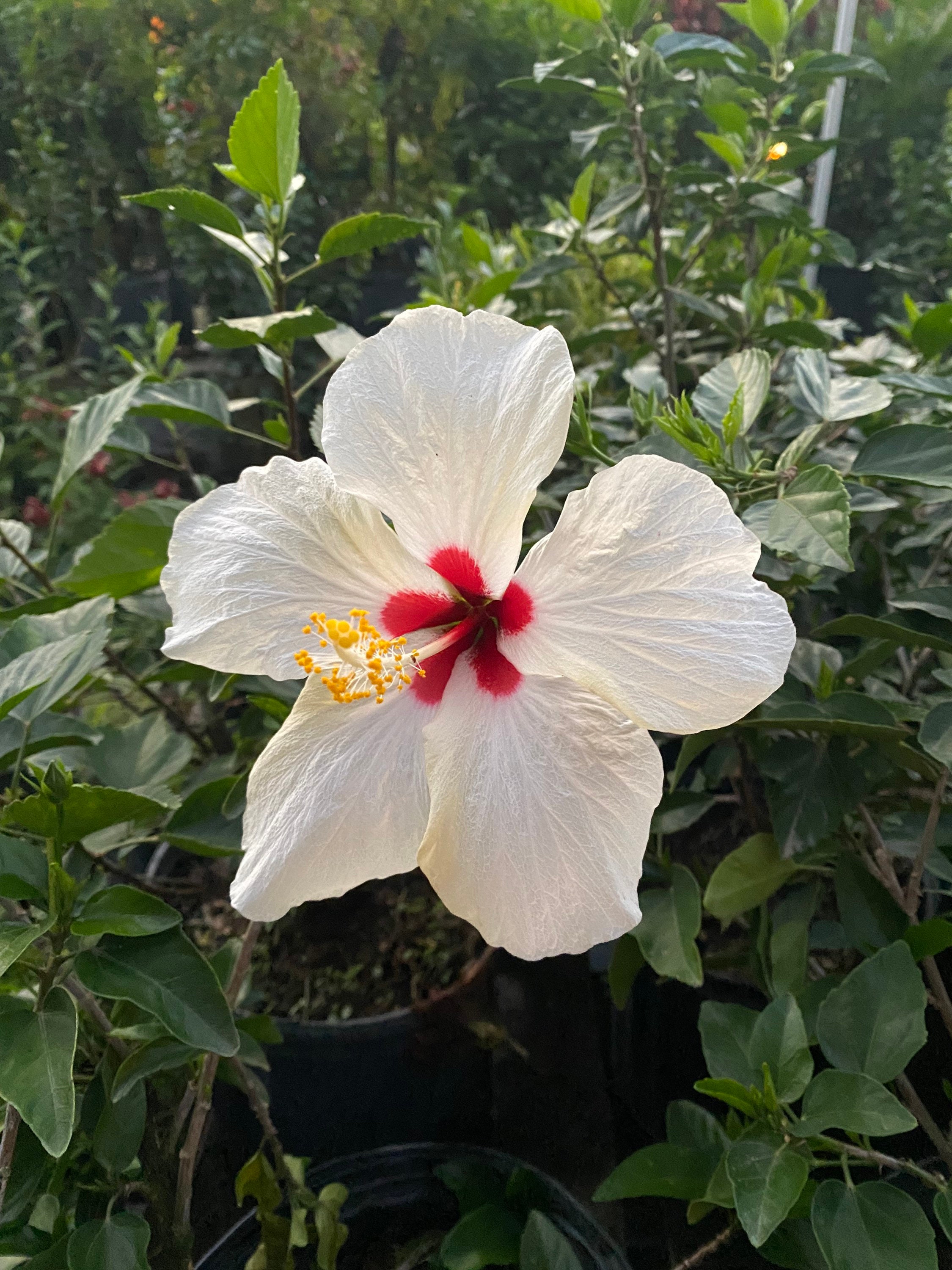 Hibiscus 'white Wing' 10” Inch Pot Free Shipping to Eastern