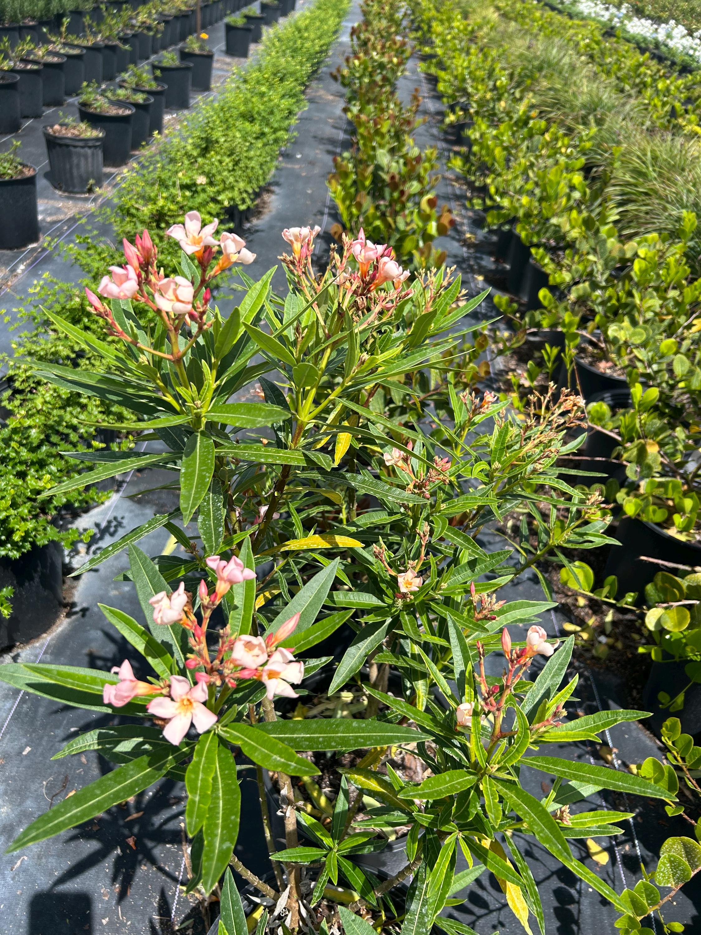 Dwarf Oleander ‘petite Pink’ – Nerium Oleander 10 Inch Pot, Compact ...
