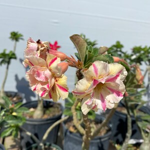 May include: A desert rose plant featuring double-layered, ruffled flowers with creamy yellow petals and vibrant pink streaks. The plant has thick, succulent stems and green leaves, potted in a black plastic container among other similar plants.
