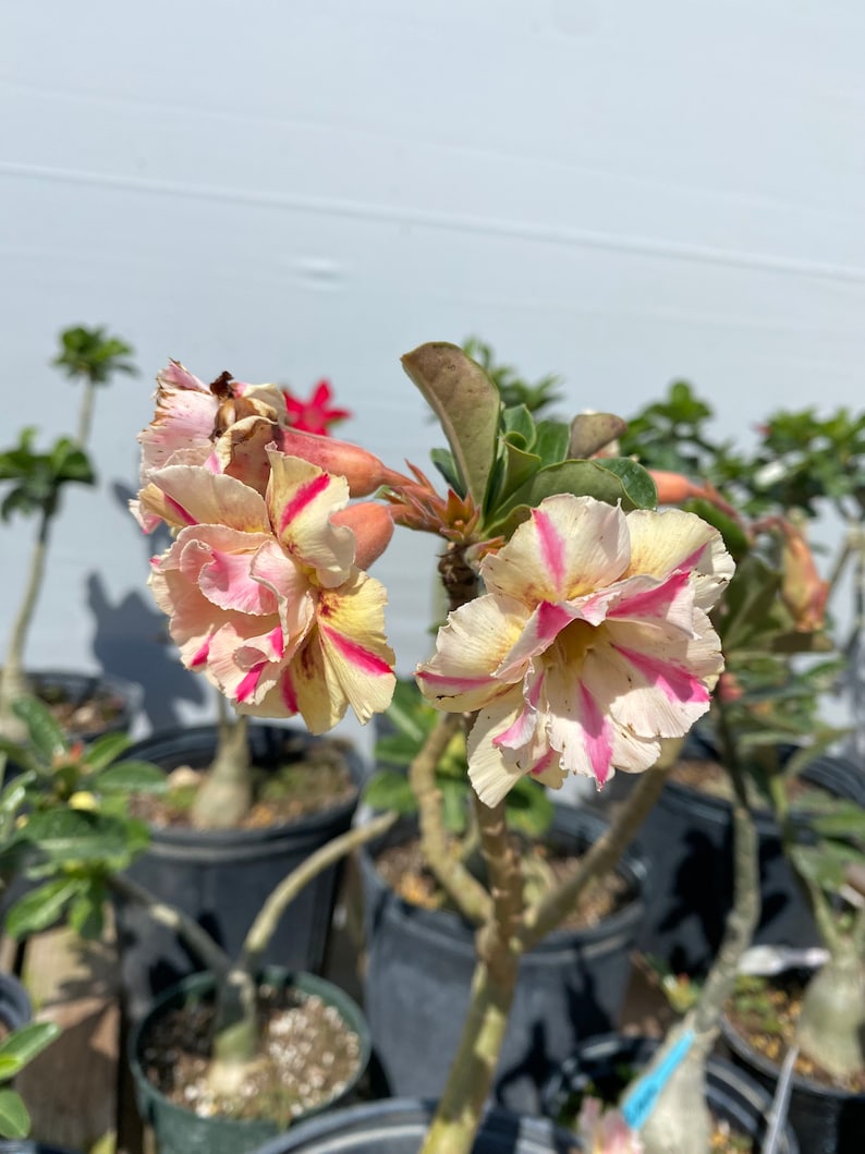 May include: A desert rose plant featuring double-layered, ruffled flowers with creamy yellow petals and vibrant pink streaks. The plant has thick, succulent stems and green leaves, potted in a black plastic container among other similar plants.