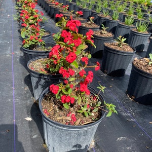 Crown of Thorns Red Euphorbia milii 10 plant pot Free shipping to Eastern and Central States List of excluded States in Description