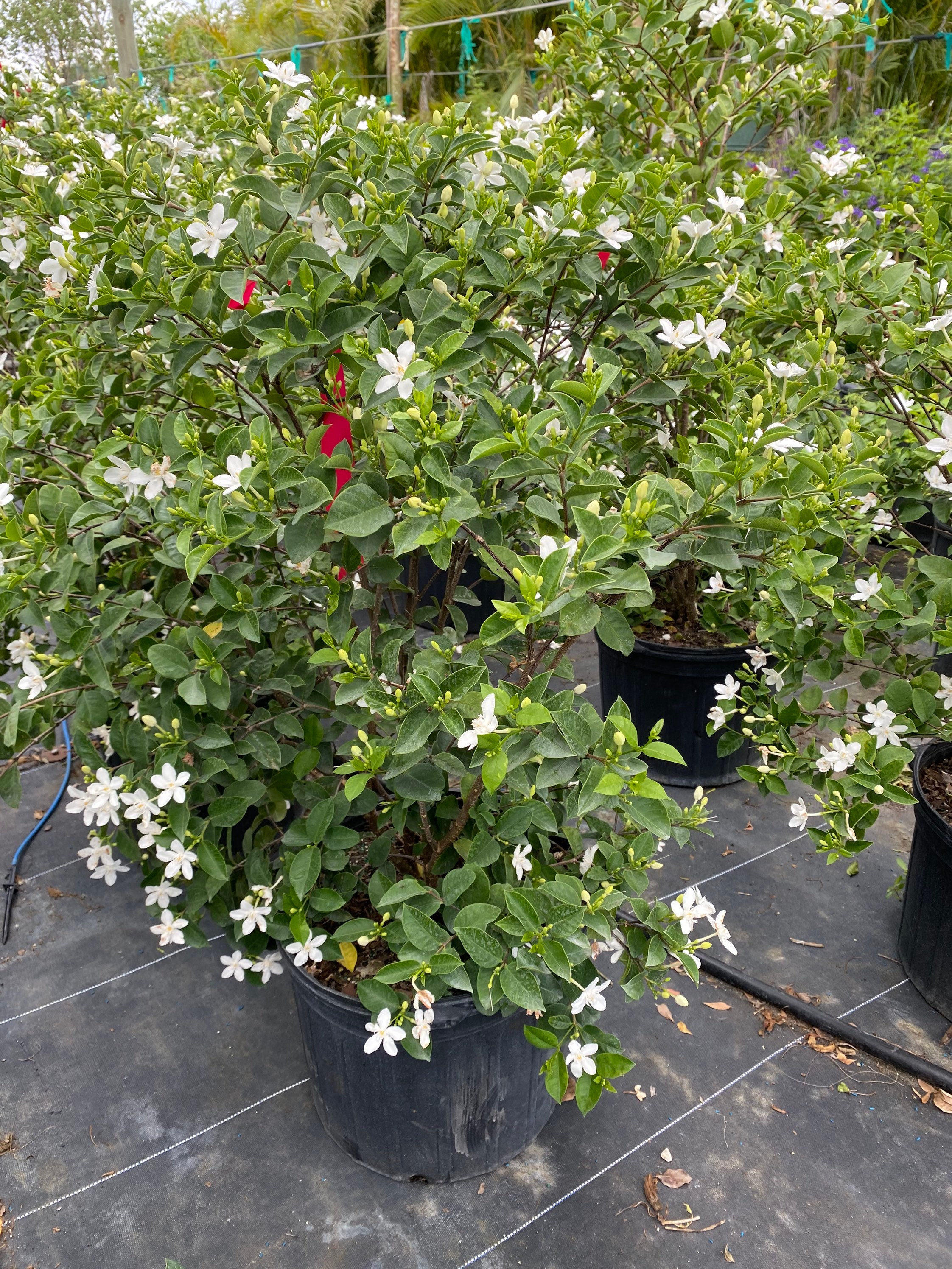 Large Asian Snow Wrightia Antidysenterica 14 Inch Pot. Free