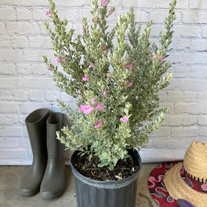 Texas Sage Leucophyllum frutescens BUSH FORM 10 inch pot FREE Shipping East Coast and Central States image 1