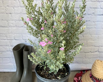 Texas Sage Leucophyllum frutescens BUSH FORM 10” inch pot  FREE Shipping East Coast and Central States