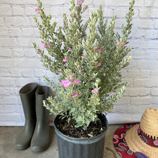 Texas Sage Leucophyllum frutescens BUSH FORM 10” inch pot  FREE Shipping East Coast and Central States