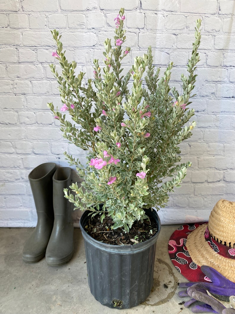 Texas Sage Leucophyllum frutescens BUSH FORM 10 inch pot FREE Shipping East Coast and Central States image 1