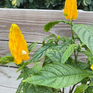 Yellow Shrimp Plant Pachystachys lutea Golden Shrimp plant 10 inch pot FREE Shipping East Coast and Central States image 4