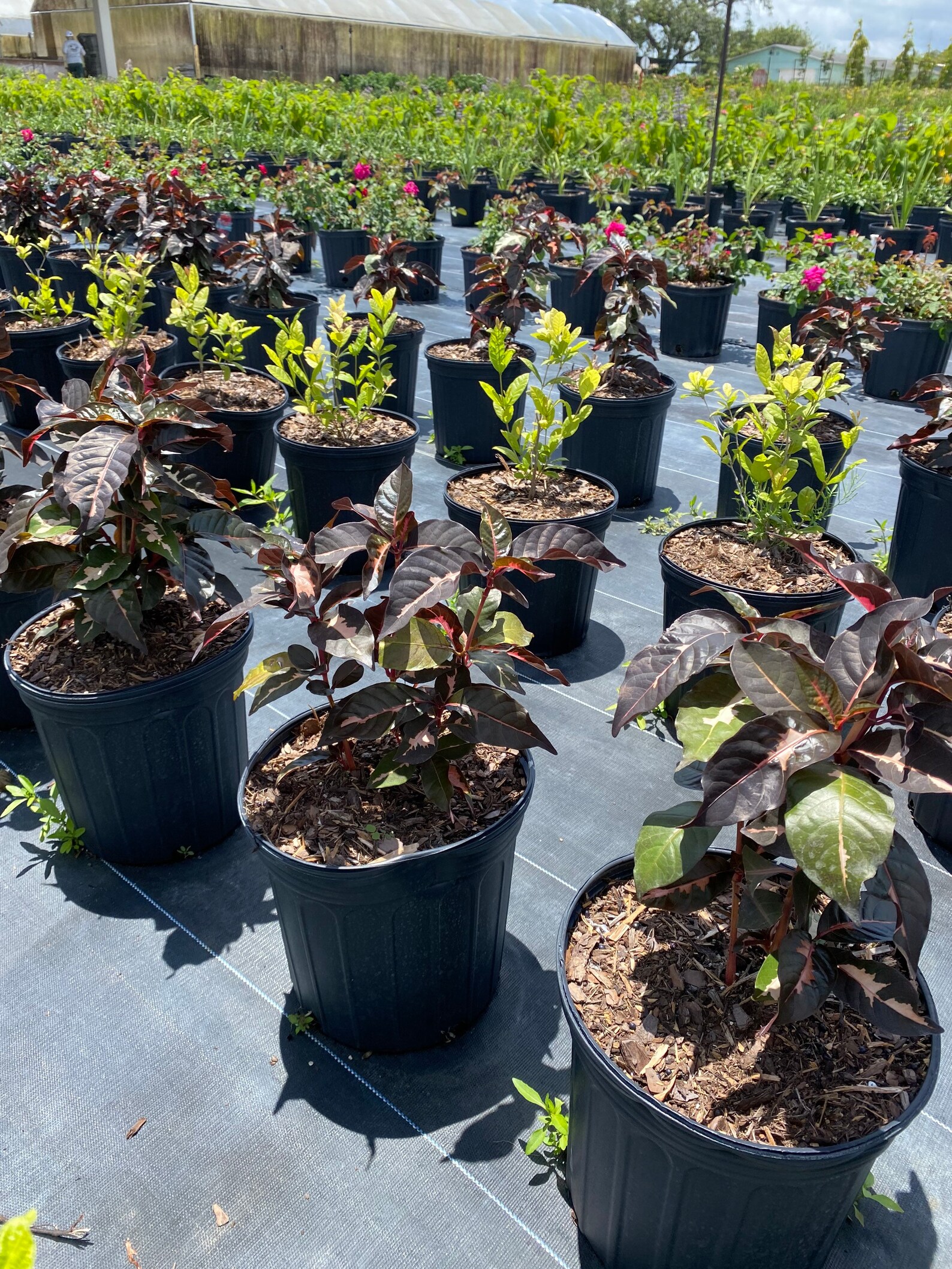 Jamaican Croton Chocolate Caricature Croton 10 Inch Pot Etsy