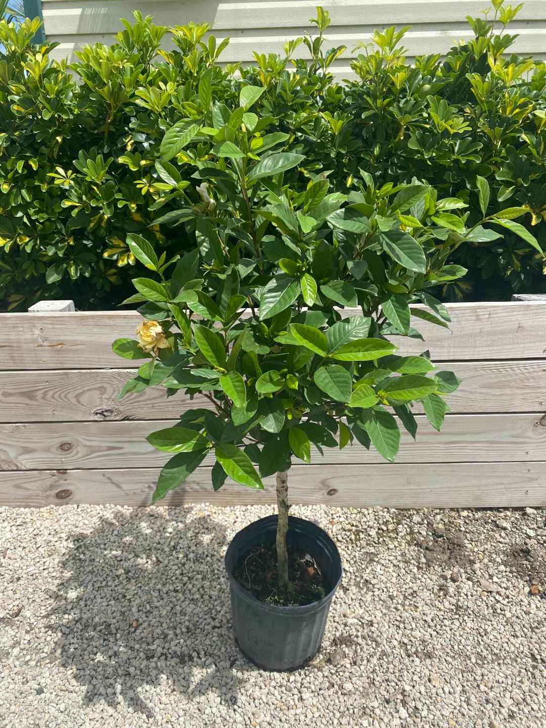 Gardenia Miami Supreme Std. Grafted 14 Inch Pot Free Shipping to