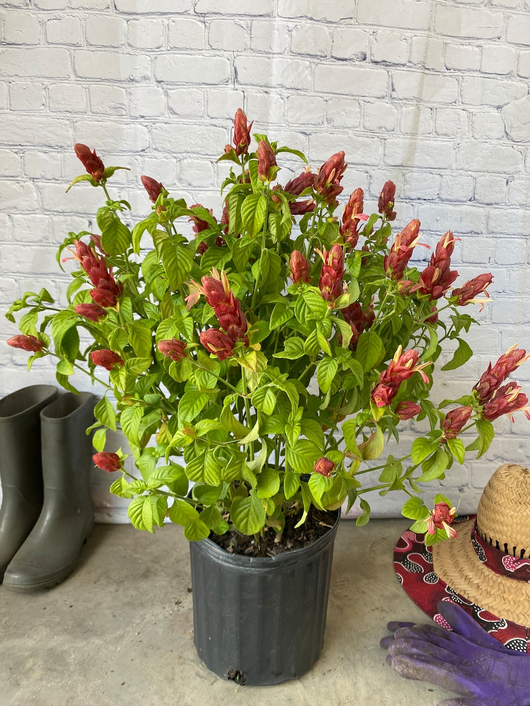 Red Shrimp Plant – Justicia Brandegeana Bush 10 Inch Pot, Tropical