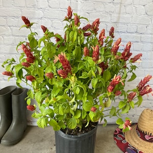 May include: A potted plant with red flowers and green leaves. The plant is in a black plastic pot and is sitting on a concrete surface.