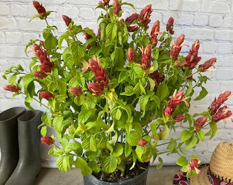 May include: A potted plant with red flowers and green leaves. The plant is in a black plastic pot and is sitting on a concrete surface.